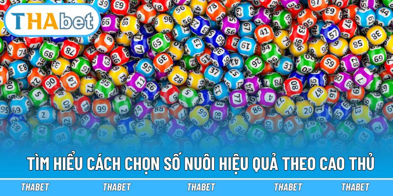 Tìm hiểu cách chọn số nuôi hiệu quả theo cao thủ
